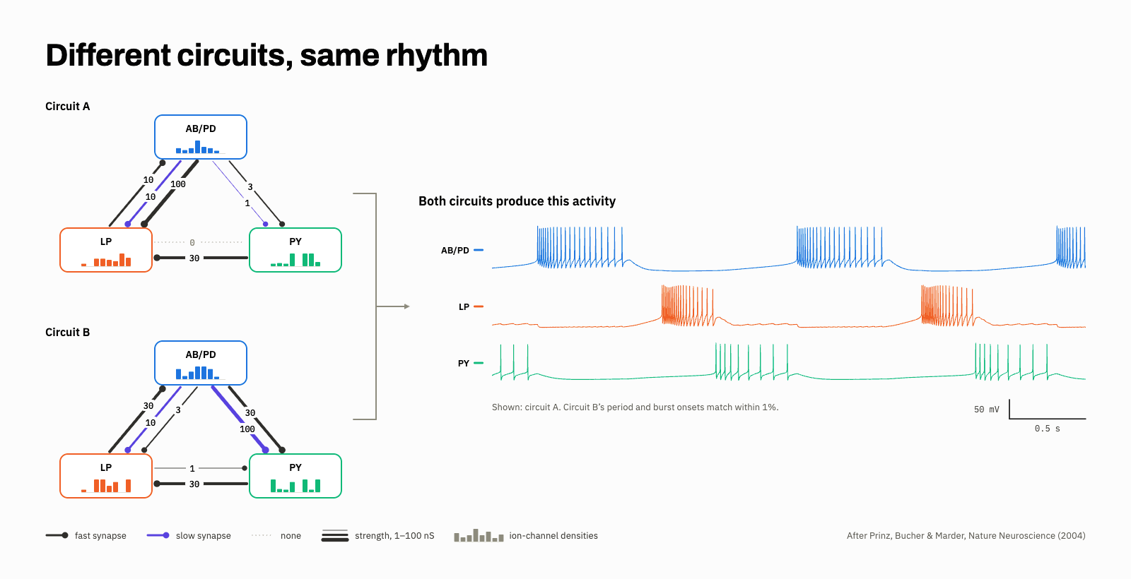Two different three-neuron circuits with different synapse strengths and ion-channel densities produce the same bursting rhythm.