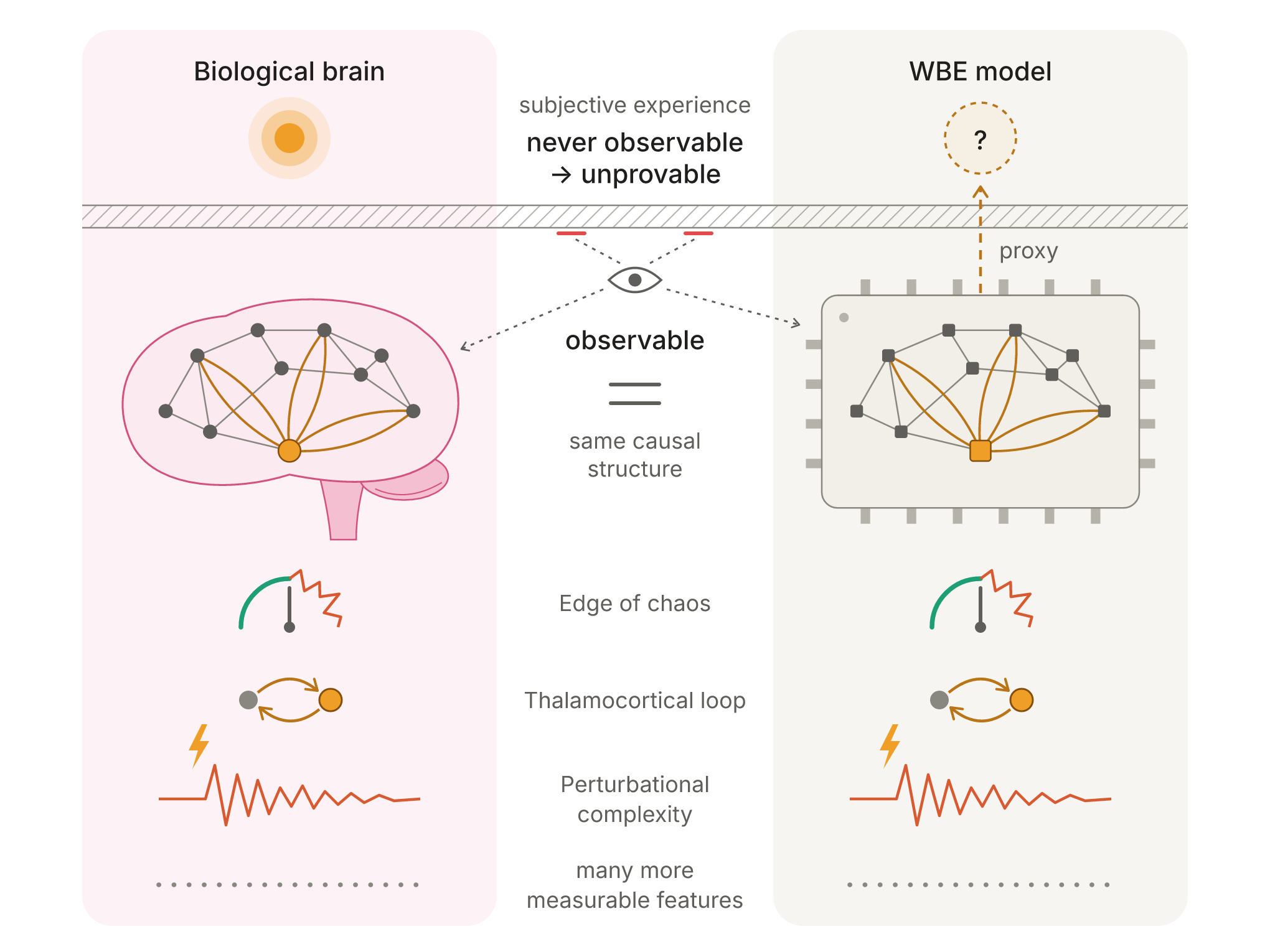 A biological brain and a WBE model side by side. Subjective experience is never observable and so unprovable, but observable features such as the same causal structure, edge-of-chaos dynamics, the thalamocortical loop and perturbational complexity can serve as proxies.